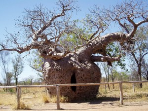 Baobab