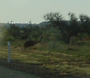 Emu