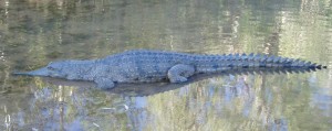 Krokodíl vo voľnej prírode